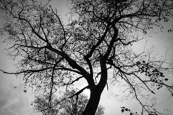 Tree Silhouette BW by David Gordon Tree Silhouette BW by David Gordon
